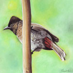 Bulbul (Pastel Painting)