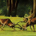 Fighting deers