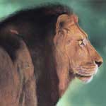 Lion portrait