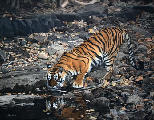 Tiger - Oil on Canvas painting by Shakthi Prasad