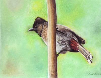 Red Vented Bulbul - Pastel painting by Shakthi Prasad