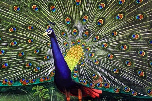 Peacock's Pride - Oil Color painting by Shakthi Prasad