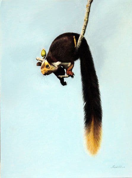 Arboreal Acrobat - Pastel painting by Shakthi Prasad