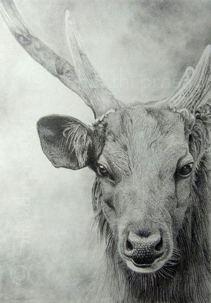 Sambar Portrait - Graphite Pencil painting by Shakthi Prasad