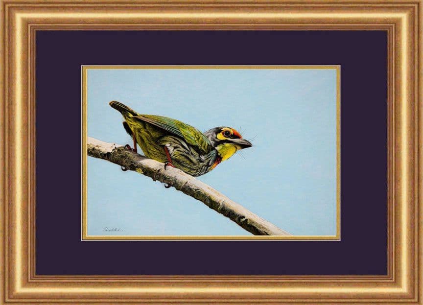Coppersmith Barbet - Pastel painting by Shakthi Prasad