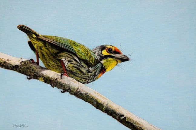 Crimson Barbet - Pastel painting by Shakthi Prasad