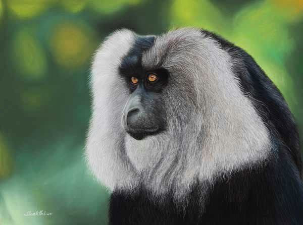 Maned Primate - Pastel painting by Shakthi Prasad