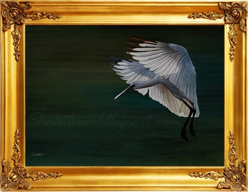 Spoon Bill - Water Color painting by Shakthi Prasad