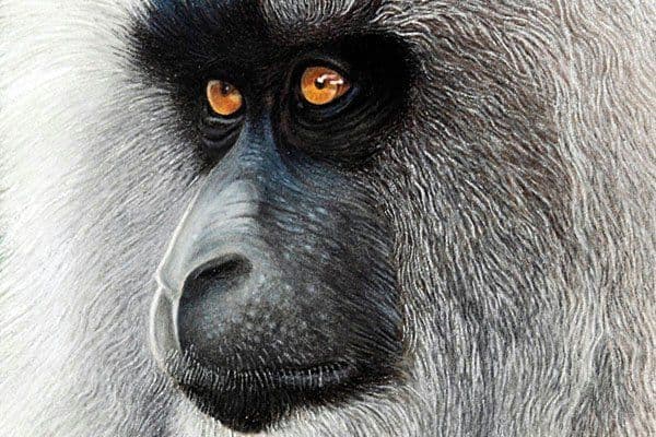Lion Tailed Macaque - Pastel painting by Shakthi Prasad