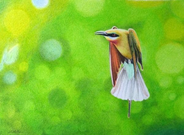Green Tailed Bee Eater - Color Pencil painting by Shakthi Prasad
