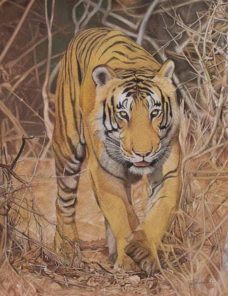 Tiger's Grace - Pastel painting by Shakthi Prasad