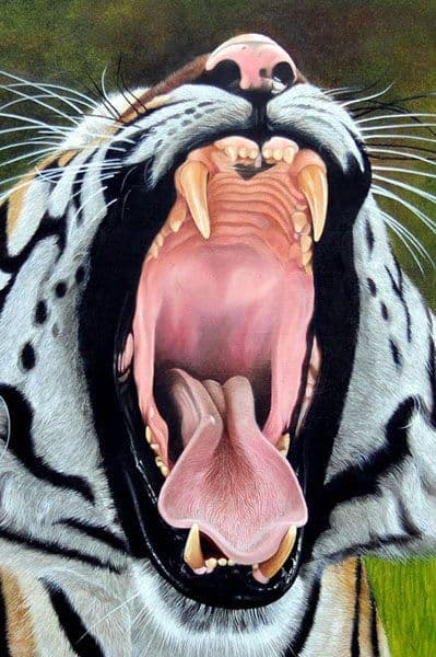 Tiger Portrait - Oil on Canvas painting by Shakthi Prasad