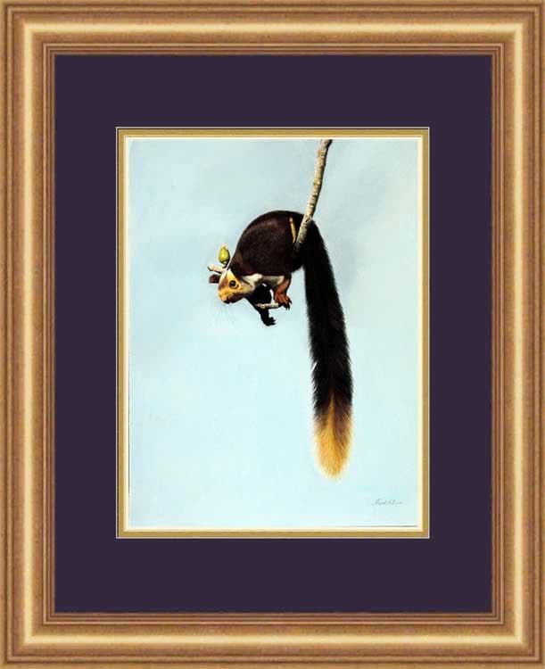 Giant Squirrel - Pastel painting by Shakthi Prasad