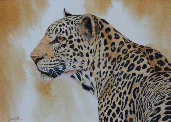 Coffee Leopard - Coffee Water Color painting by Shakthi Prasad