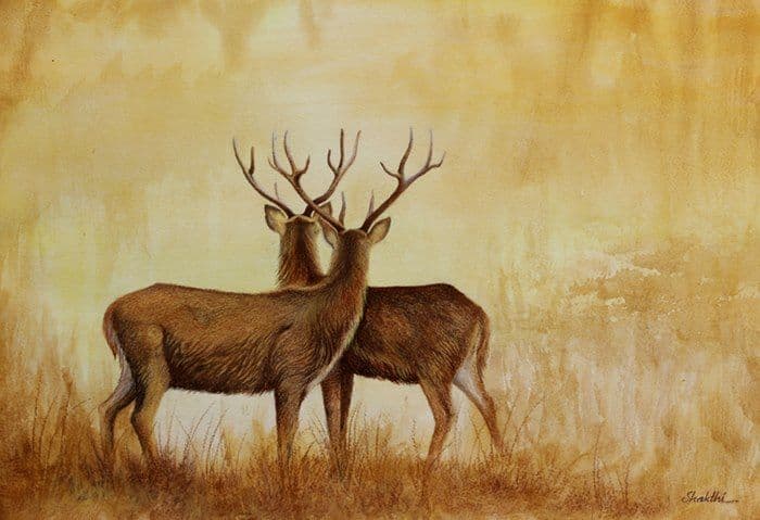 Sambar Deer in Wilderness - Water Color painting by Shakthi Prasad