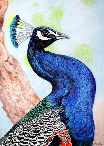 Peacock - Ball Point Pen painting by Shakthi Prasad