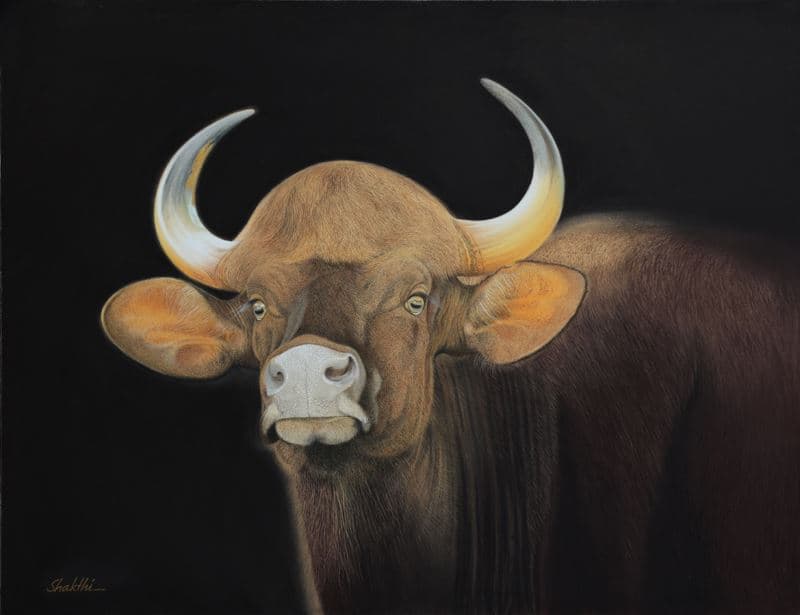 Gaur's Strength - Pastel painting by Shakthi Prasad