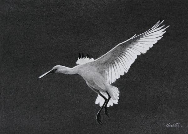Spoonbill - Charcoal painting by Shakthi Prasad