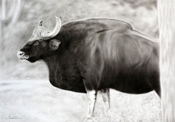 Gaur in the Mist - Dry Brush Oil on Paper painting by Shakthi Prasad