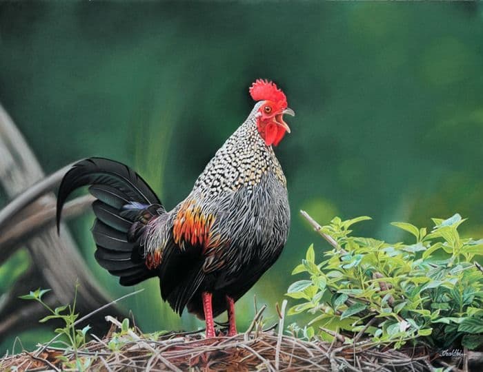 Jungle Fowl - Pastel painting by Shakthi Prasad