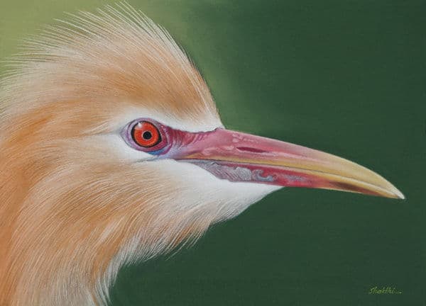 Feathered Elegance - Pastel painting by Shakthi Prasad