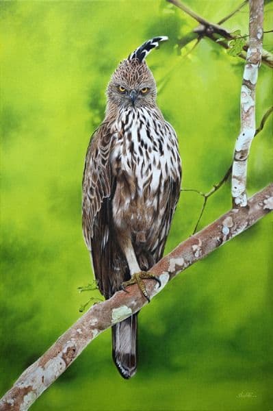 Changeable Hawk Eagle - Oil on Canvas painting by Shakthi Prasad