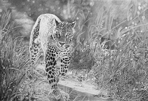 Leopard's Intensity - Graphite Pencil painting by Shakthi Prasad