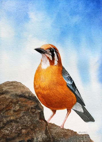 Blue Rock Thrush - Water Colors painting by Shakthi Prasad