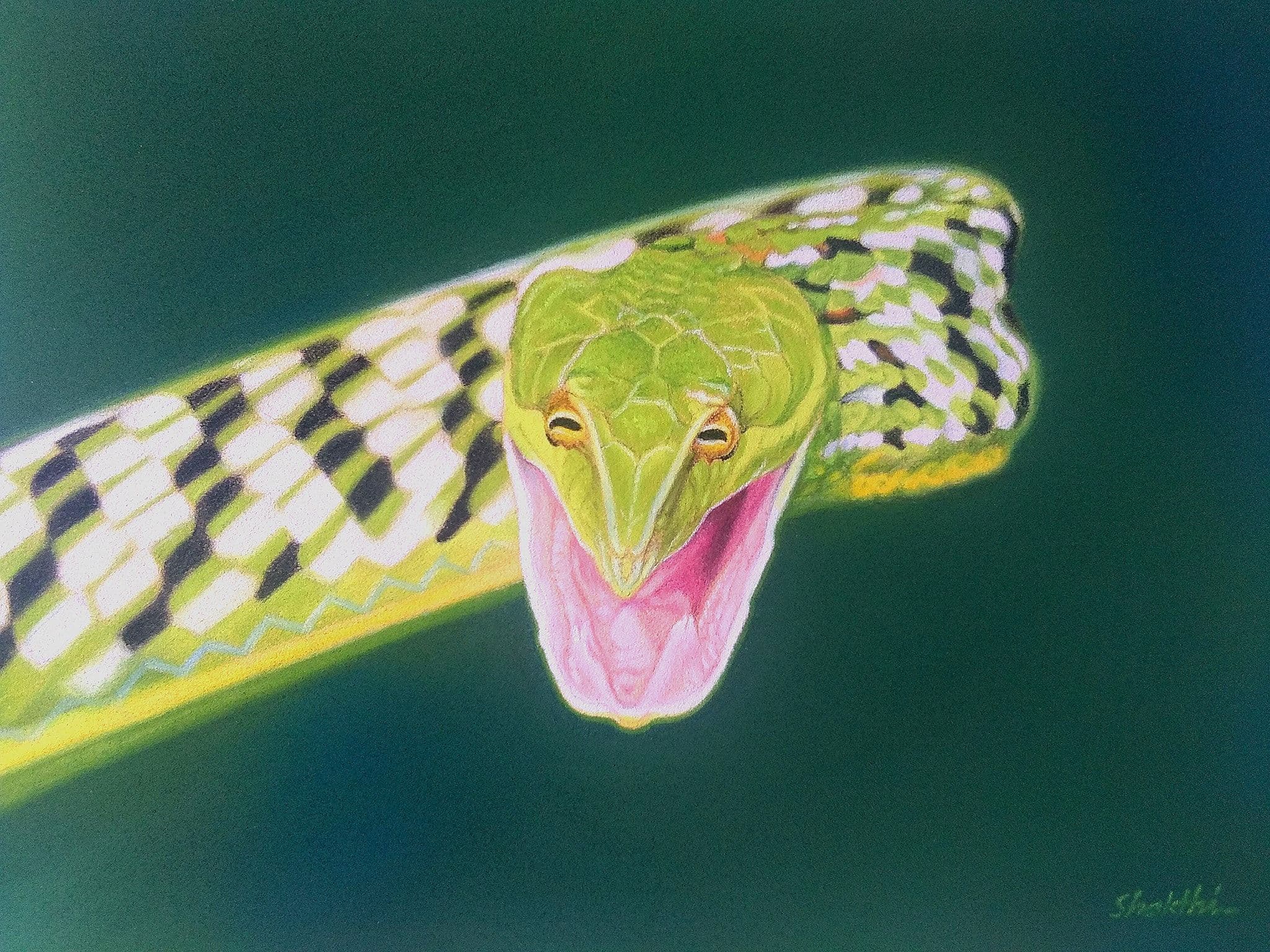 Green Vine Snake - Pastel painting by Shakthi Prasad