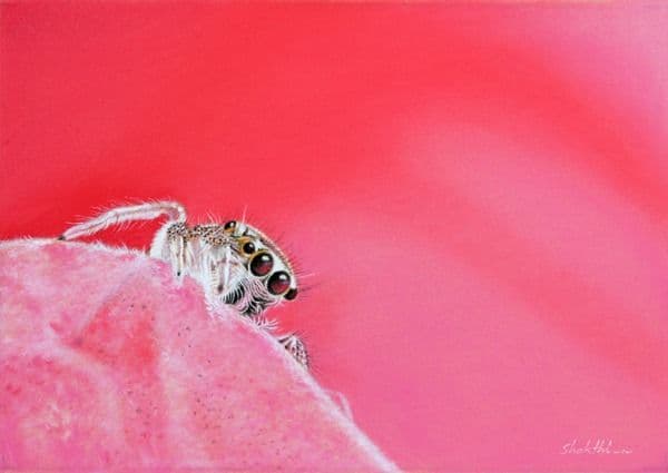 Arachnid Miniature - Pastel painting by Shakthi Prasad